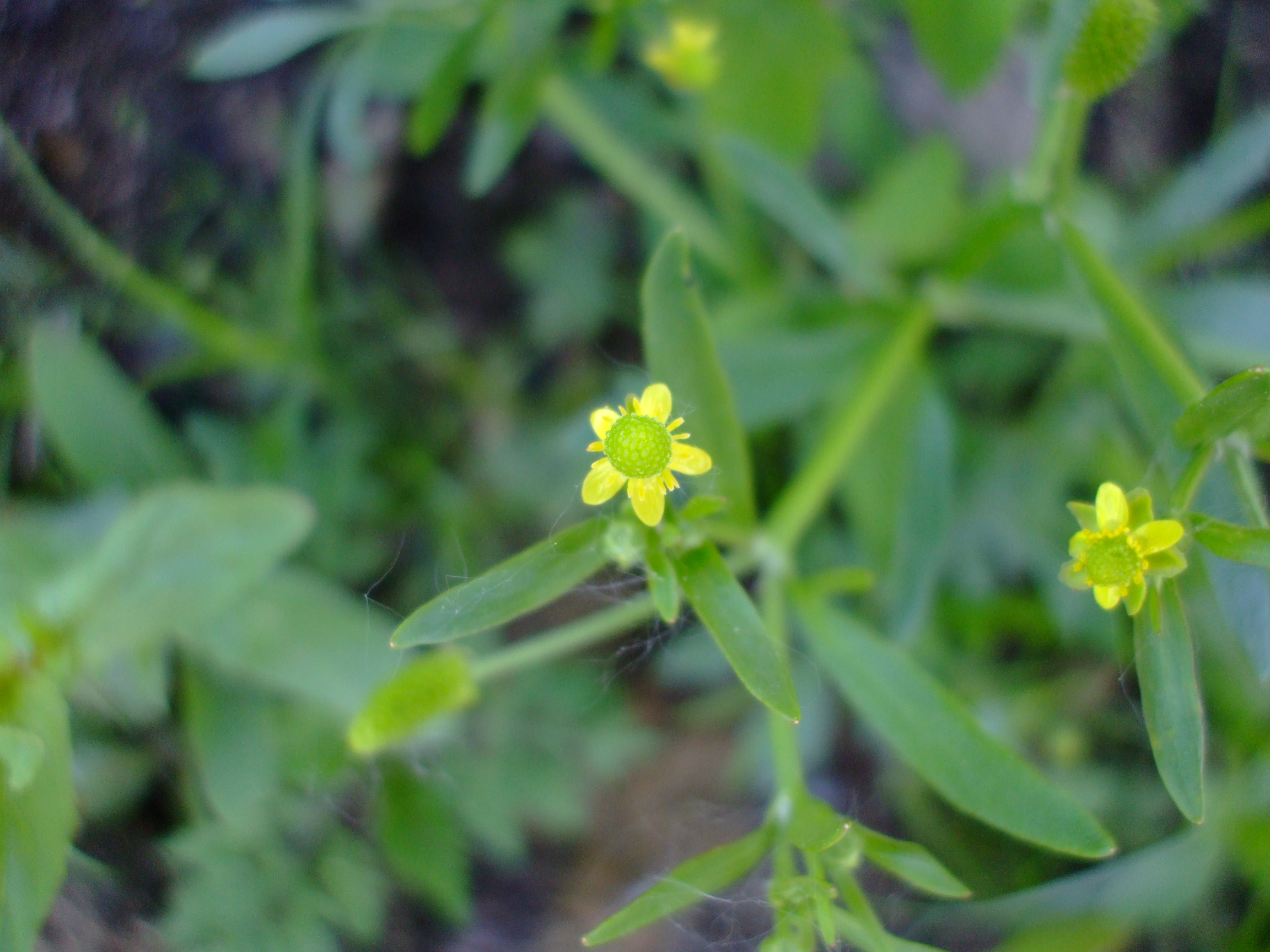 Ranunculus sceleratus